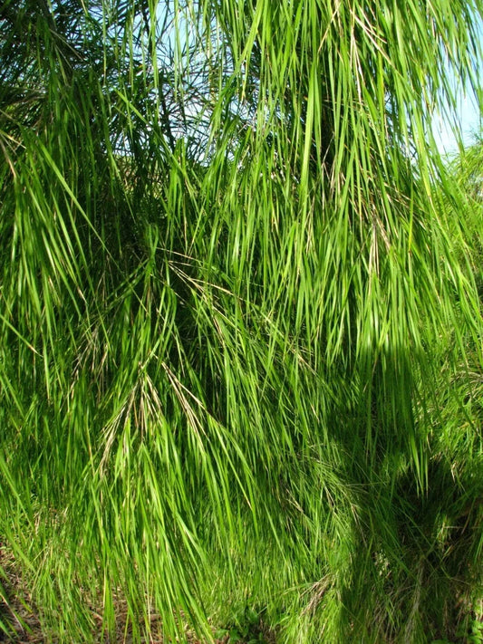 Mexican Weeping Bamboo Seeds - 100 Perennial Ornamental Seeds for Privacy - Bambusa vulgaris