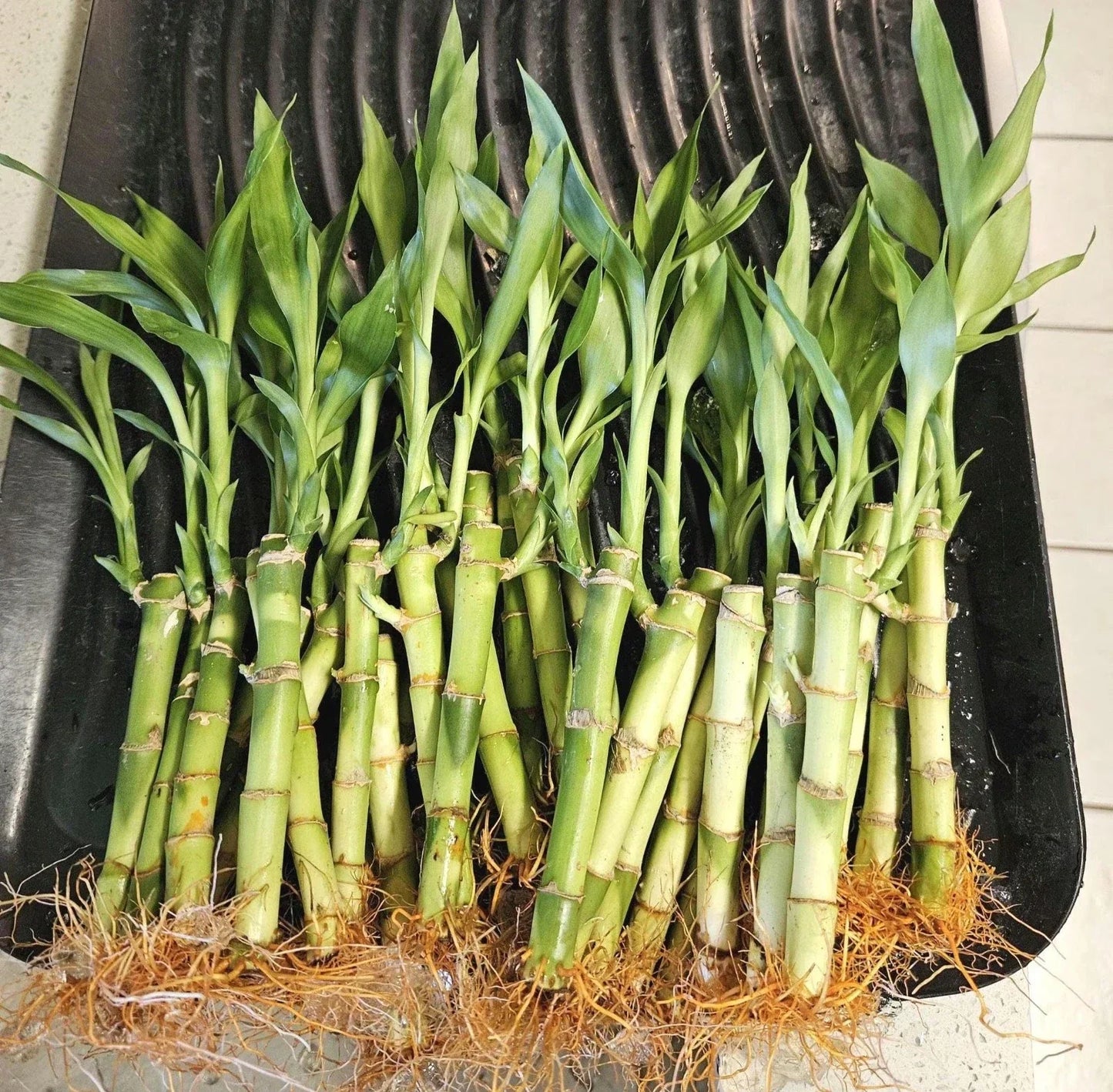 10 Lucky Bamboo Plants, 6 Inches, Indoor Feng Shui Decor, Dracaena sanderiana, Perennial Houseplant for Positive Energy