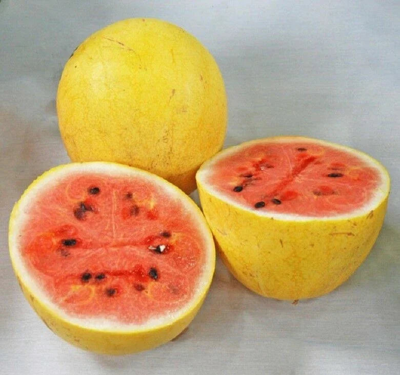 Golden Midget Watermelon Seeds - Citrullus lanatus, Compact Vining, Sweet & Juicy Melons, Non-GMO, Pack of 20 Seeds