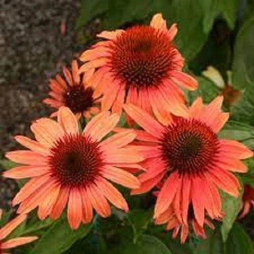 Sunset Coneflower Seeds - 50 Perennial Echinacea purpurea - Vibrant Pollinator-Friendly Blooms for Gardens