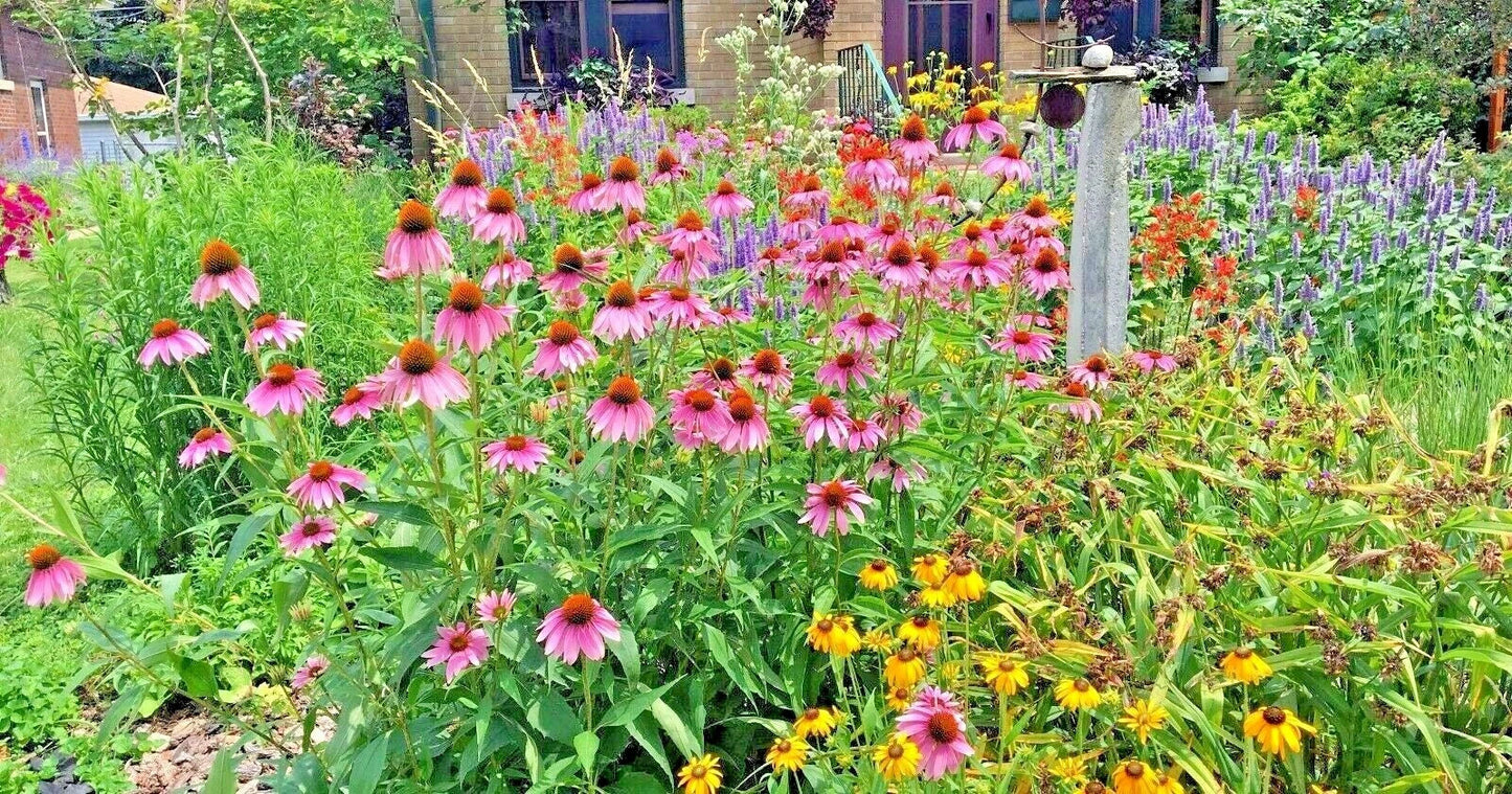 Native Wildflower Seed Mix - 2001+ Perennial Blend for Pollinators & Cut Flowers - 17 Varieties - Non-GMO Seeds for Gardens
