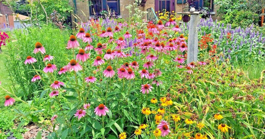 Native Wildflower Seed Mix - 2001+ Perennial Blend for Pollinators & Cut Flowers - 17 Varieties - Non-GMO Seeds for Gardens