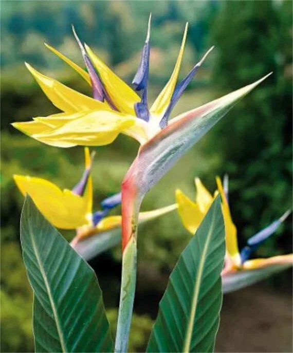 Yellow Bird of Paradise Plant - 10-12 Inch Rooted Strelitzia Reginae Mandala's Gold Variety for Indoor & Outdoor Gardens