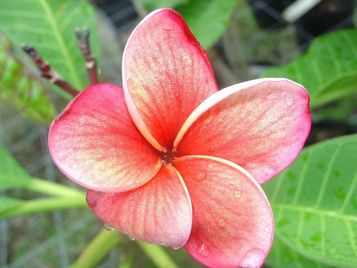 Plumeria Seeds - 5 Pack Orange Pink Hawaiian Flower Lei - Perennial Bloom - Plumeria spp. for Tropical Gardens