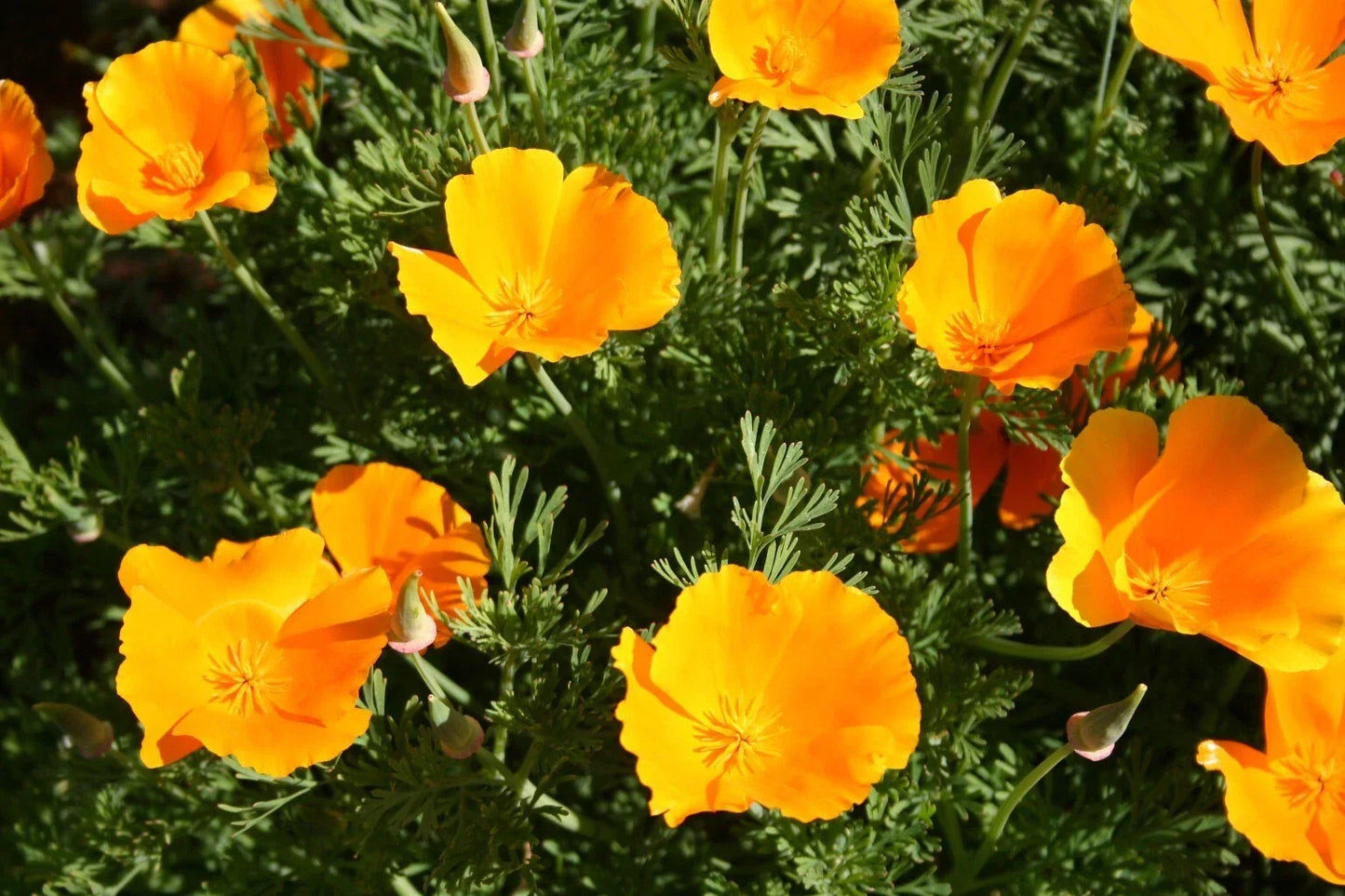 California Orange Poppy Seeds Pack – 200+ Eschscholzia californica for Garden, Wildflower, Border, Meadow Planting