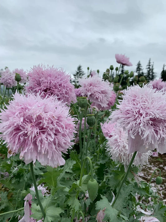 Lilac Pompon Poppy Seeds 200+ Pack Papaver somniferum Garden Flower Seeds for Borders, Cut Flowers, Pollinator Attractant