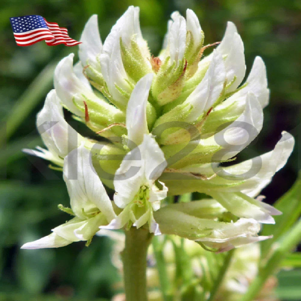 Licorice Root Plant - Live Perennial Herb - Glycyrrhiza Lepidota - Edible Garden, Herbal, Sweetener, Native North American