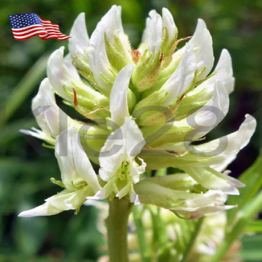 Licorice Root Plant - Live Perennial Herb - Glycyrrhiza Lepidota - Edible Garden, Herbal, Sweetener, Native North American