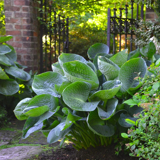 Hosta Plant in 5.25" Pot - Abiqua Drinking Gourd, Shade Perennial with Cupped Leaves, Well Rooted Hosta 'Abiqua Drinking Gourd'