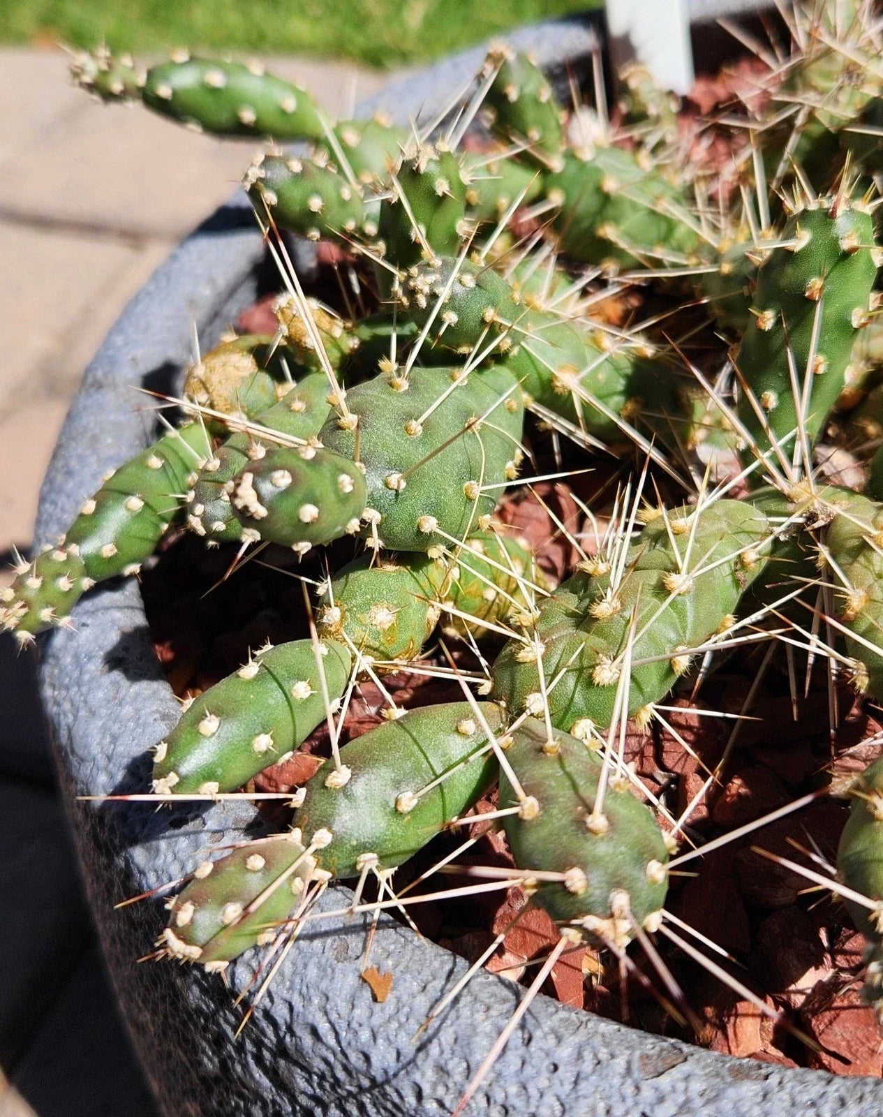 Brittle Prickly Pear Cactus Pad Cuttings (3) – Opuntia Fragilis Arizona Native Succulent for Desert Garden & Propagation