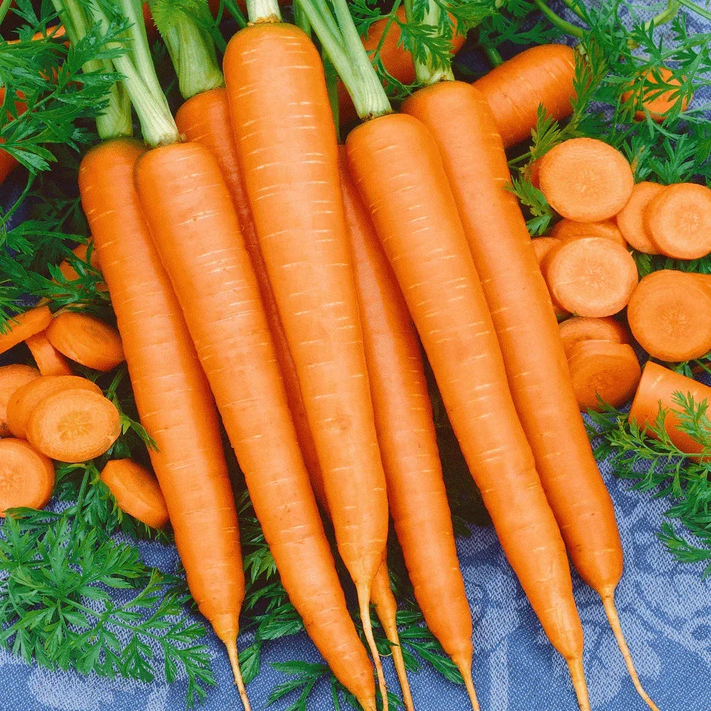 Tendersweet Carrot Seeds - 500+ Count - Coreless Variety - Daucus carota - Non-GMO, Easy to Grow for Home Gardens