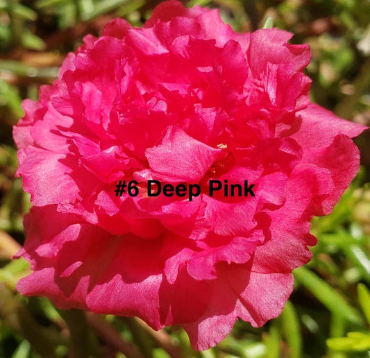Moss Rose Cuttings 10 Unrooted Deep Pink Portulaca Grandiflora Flowering Ground Cover Plant