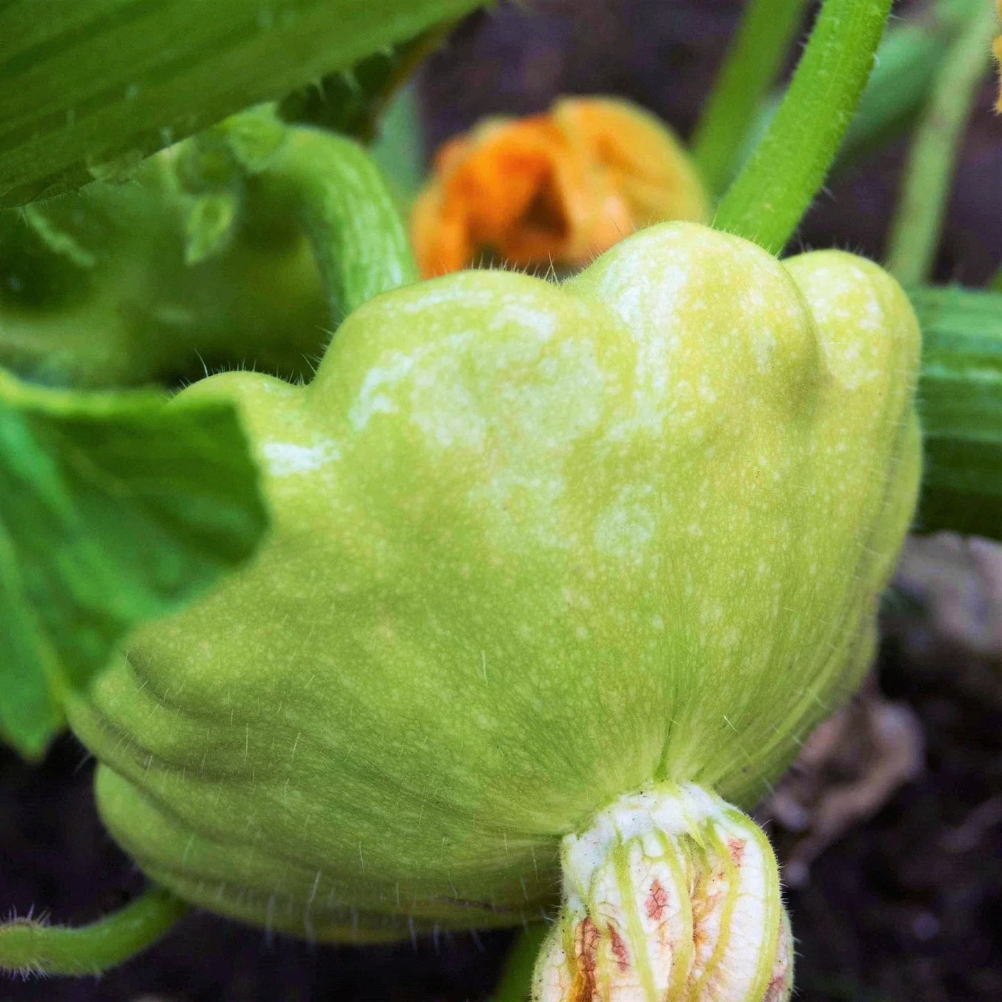 Patty Pan Squash Seeds - Benning's Green Tint - 40+ Count - Bush Scallop Cucurbita pepo for Container Gardening and Summer Cooking