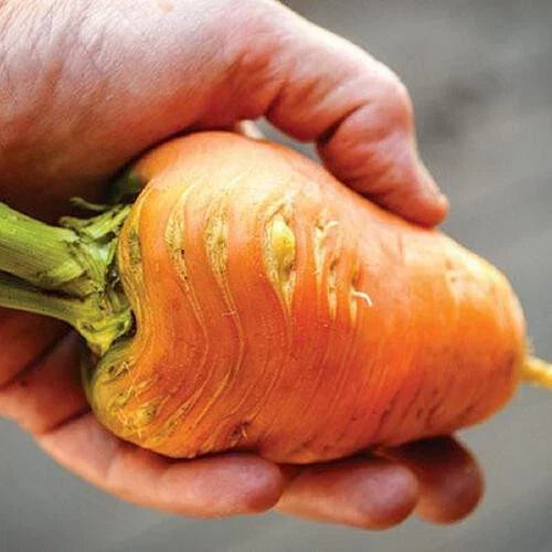 Oxheart Carrot Seeds - 1000+ Count, Heirloom Daucus carota, Root Vegetable, Full Sun, Non-GMO, USA Grown, Free Shipping