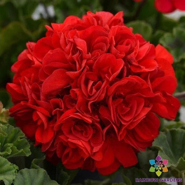 Presto Dark Red Geranium Seeds - 25+ Pelargonium hortorum for Garden Beds & Containers - Vibrant Blooms
