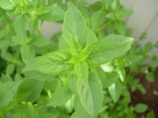 Lime Basil Seeds, Rare Ocimum basilicum 'Lime', Aromatic Herb for Culinary & Garden Use, 90 Seeds