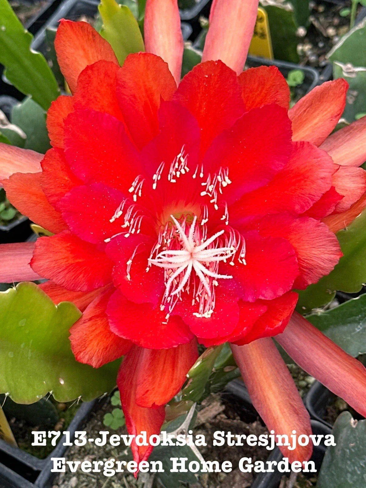 Rooted Epiphyllum Orchid Cactus Plant in 4” Pot - Jevdoksia Stresjnjova, Indoor Succulent, Trailing, Vibrant Blooms, Epiphyllum spp.