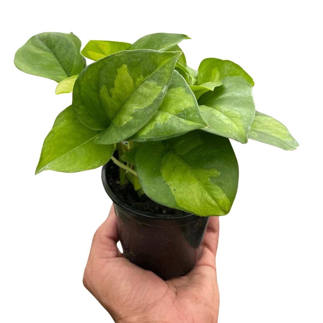 Pothos Plant - 6-Inch Potted Global Green Variegated Houseplant - Epipremnum aureum for Indoor Decor