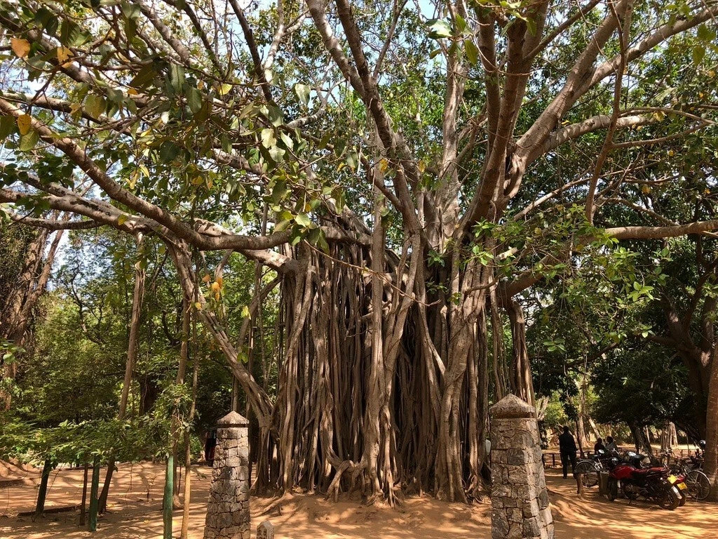 Ficus Benghalensis Tree Seeds, Banyan Fig, Bengal Fig, Indian Banyan, Tropical Plant Seeds for Bonsai and Garden