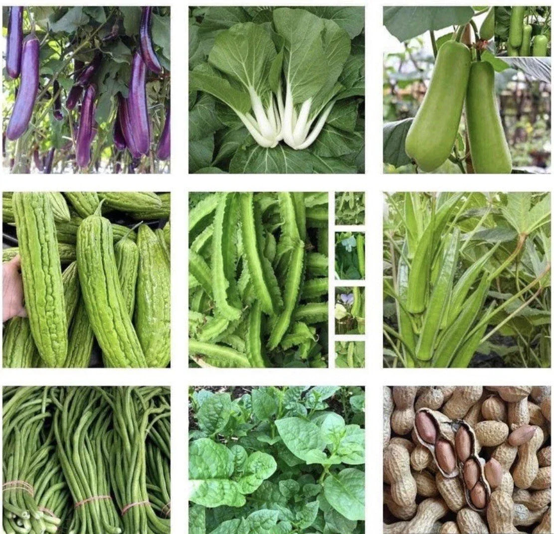 15 Packets of Non-GMO Asian Vegetable Seeds for Planting - Variety Pack for Home Garden, Container, and Patio Gardening