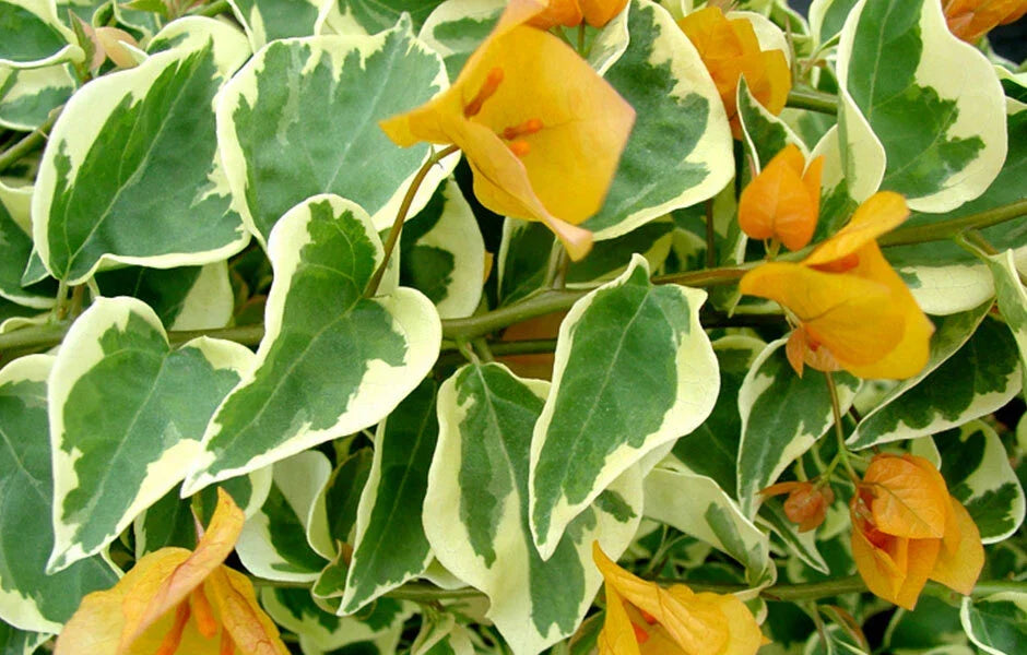 Delta Dawn Variegated Bougainvillea Starter Plant, Well Rooted Bougainvillea spectabilis, Pink & White Bracts, Drought-Tolerant, Climbing Vine