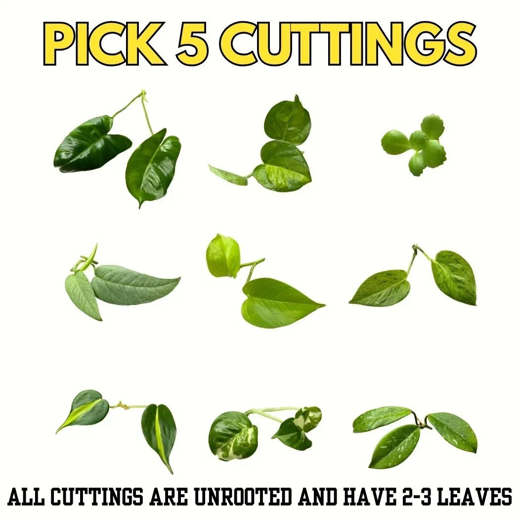 Bundle of 5 Unrooted Indoor Plant Cuttings | Philodendron, Pothos, Hoya Varieties for Propagation