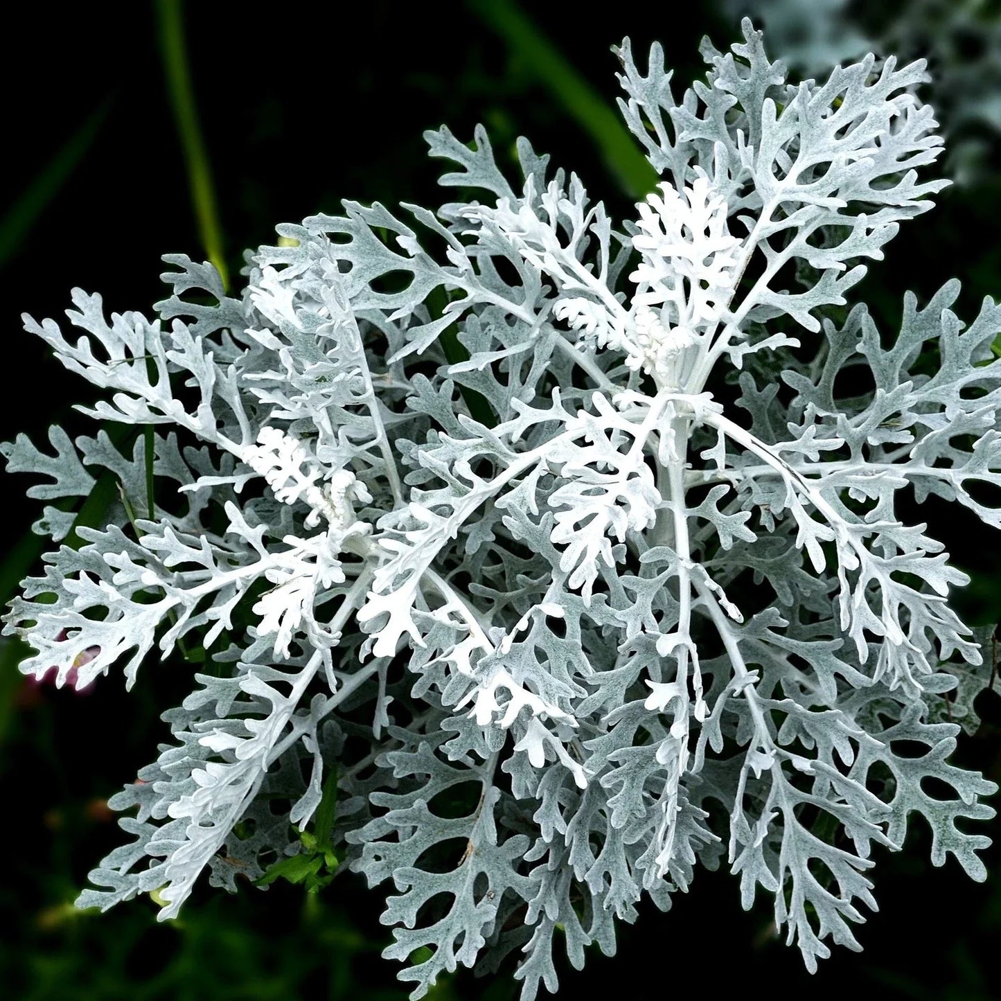 Dusty Miller Seeds - Senecio cineraria Fuzzy Silver White Foliage - Garden, Landscape, Container Planting