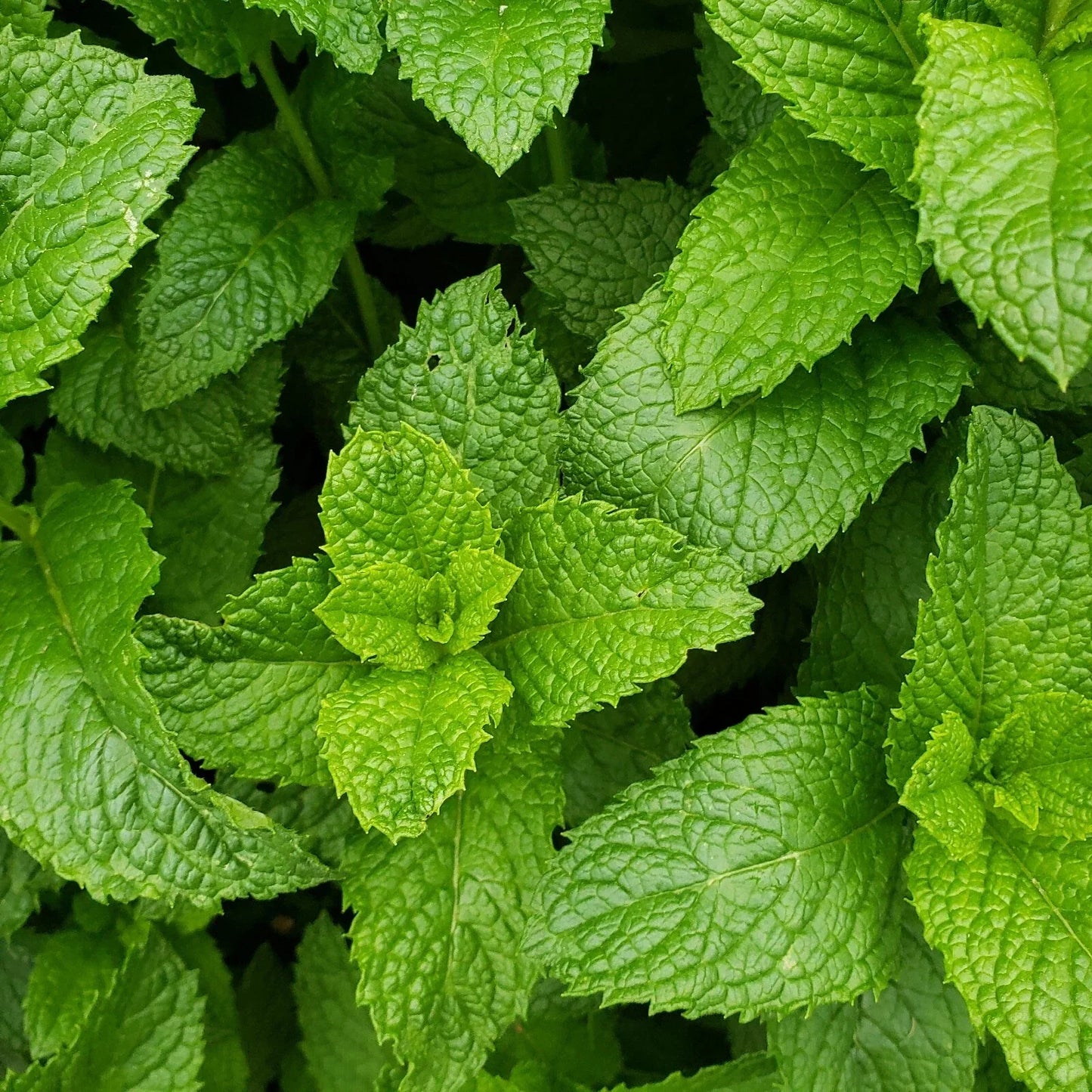 Live Peppermint Plants - Bare Root Mentha × piperita - Edible Aromatic Herb - 3 Healthy Fresh Herb Plants