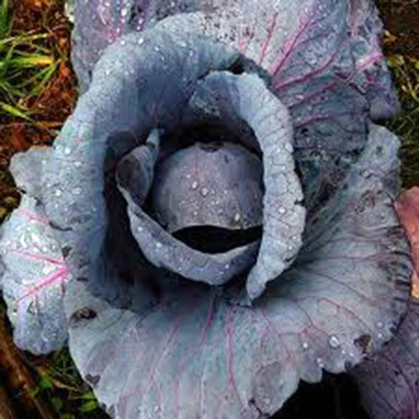 Red Acre Cabbage Seeds - Heirloom Variety, Pack of 25+ Brassica oleracea, Colorful, Tasty, Healthy Vegetable Seeds