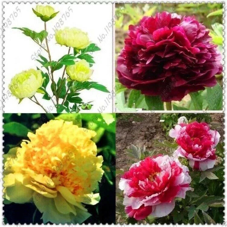 10pc Mixed Color Peony Seeds - Garden Flower Plants - Paeonia spp. - Vibrant Blooms for Borders & Containers