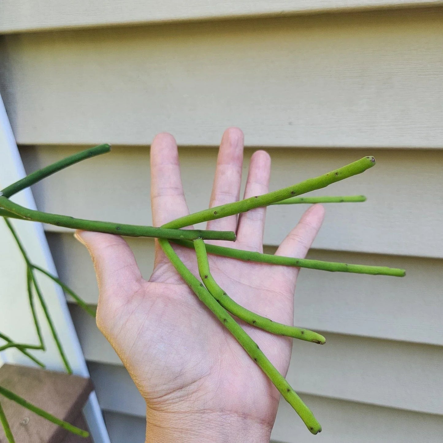 Rhipsalis Pittieri Cuttings - 6 Inch Floccosa Variety Tropical Cactus Succulent for Indoor Outdoor Planting