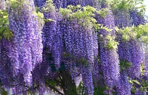 Wisteria Starter Plant, Well-Rooted, Purple Blooms, Climbing Vine, Wisteria sinensis