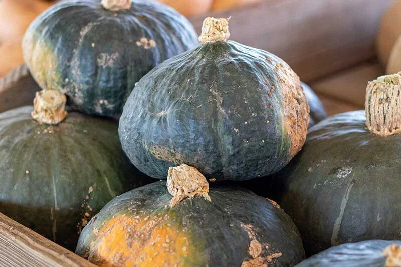 Buttercup Squash Seeds - 25+ Pack - Heirloom Cucurbita maxima - Non-GMO, Open-Pollinated, Full Sun, Vining, USA Grown