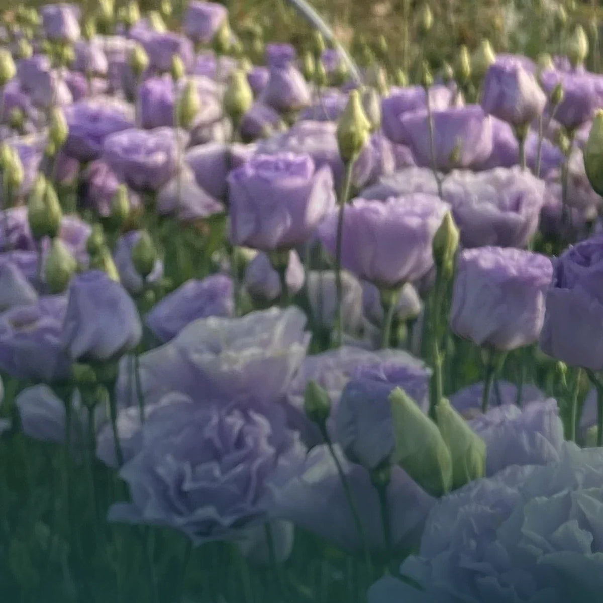 Lisianthus Live Plant Plugs - Colorful Variety Collection - Eustoma grandiflorum - Well-Rooted for Easy Planting