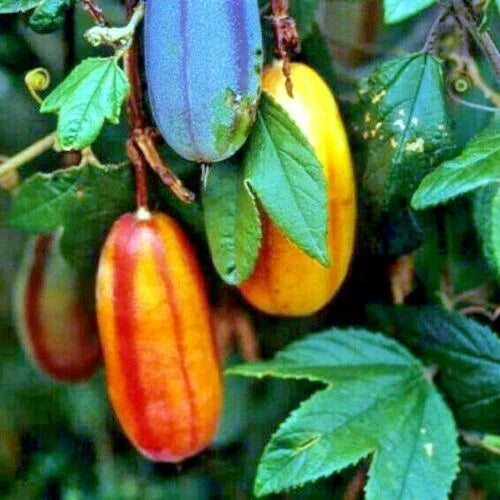 Banana Passionfruit Seeds - Pack of 10 - Rare Fast-Growing Climbing Vine Passiflora Mollissima with Edible Fruits and Vibrant Flowers
