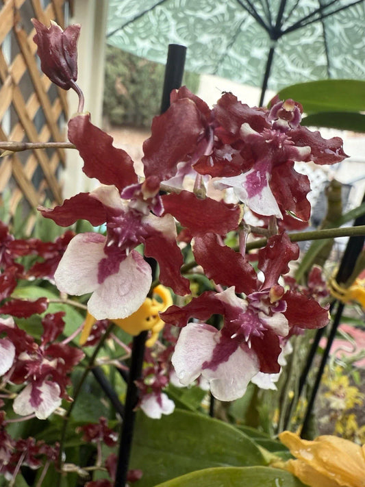 Orchid Plant Bare Root Small Bulb Oncidium Sharry Baby Fragrant Flowering Houseplant