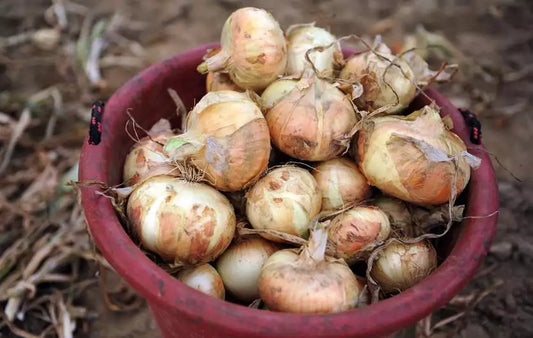 Organic Onion Seeds - Texas Grano Short Day Variety - 200+ Allium cepa for Spring & Fall Vegetable Gardens
