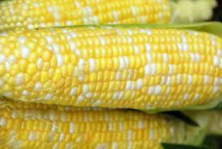 Peaches N Cream Corn Seeds - Heirloom Sweet Corn Variety - Zea Mays - Non-GMO, High Germination, Juicy Ears, Full Sun, 50 Seeds