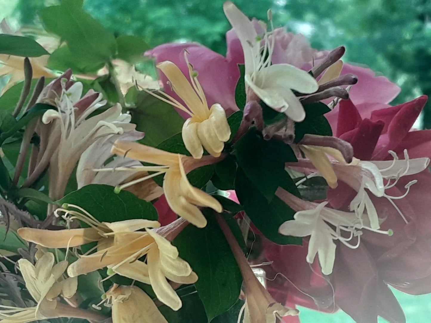 Antique Pink Honeysuckle Vine Live Plant - 12" Bare Root Lonicera japonica Fragrant Climber for Garden, Fences & Trellises