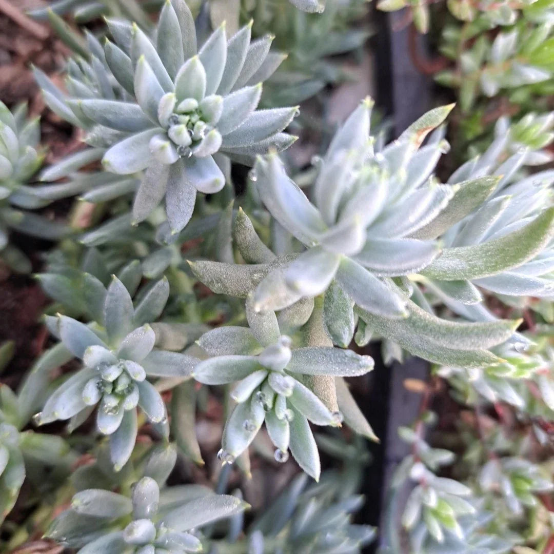 Sedum Blue Spruce Cuttings - 10 Cold Hardy Trailing Succulent Plants - Sedum reflexum - Ideal for Garden or Indoor Use