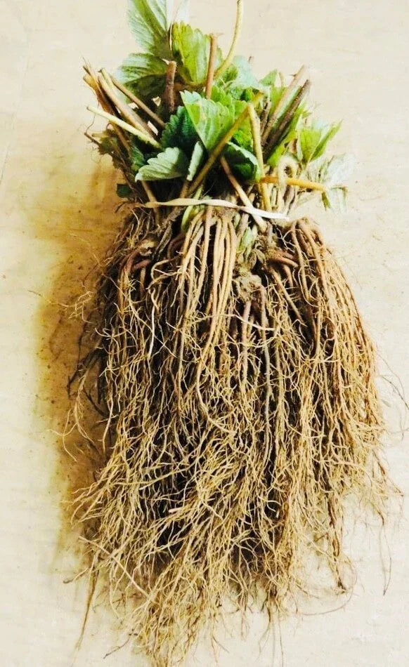 Everbearing Strawberry Bare Root Plants - Fragaria x ananassa - Select Packs for Garden, Containers, or Hanging Baskets