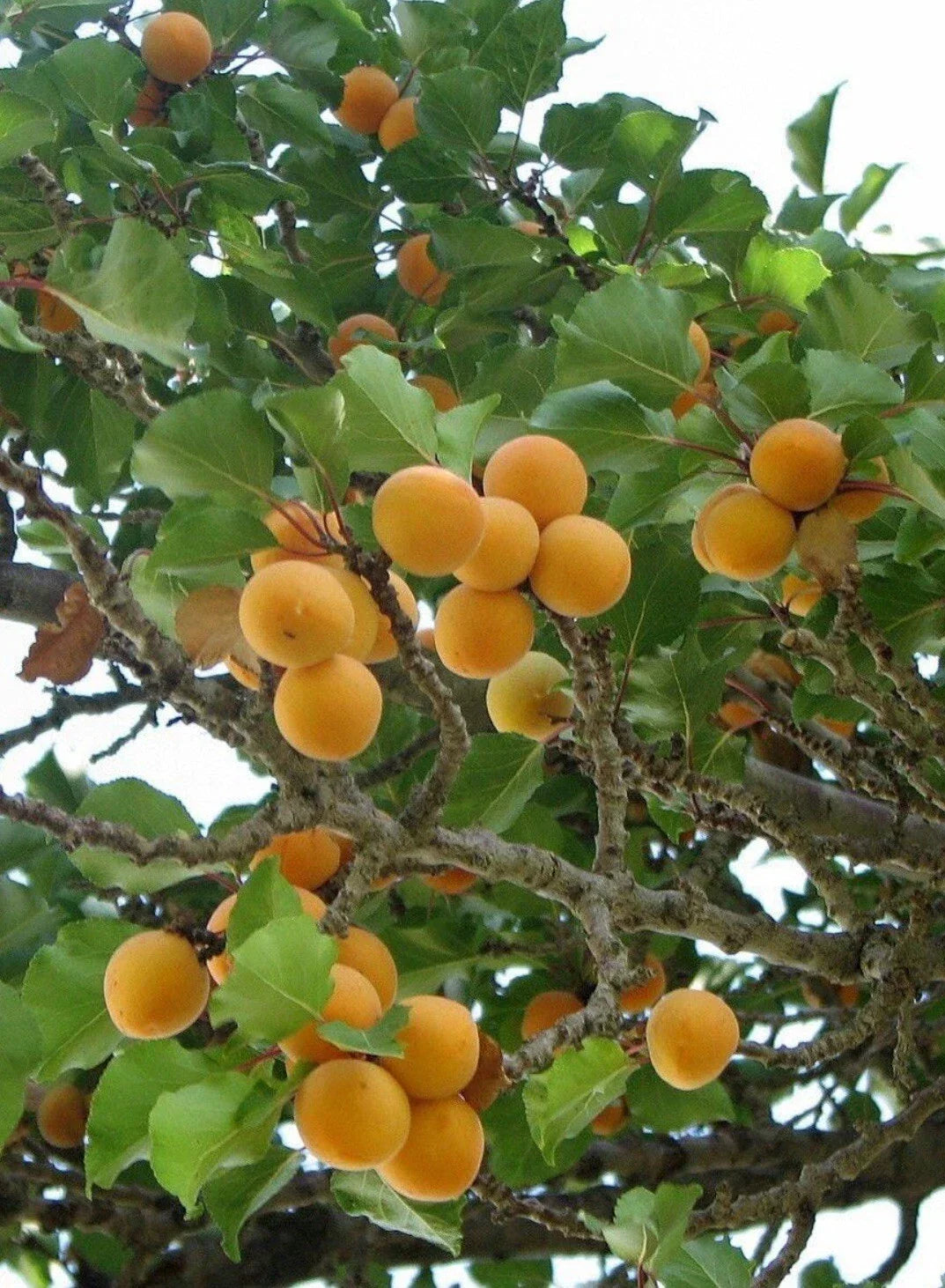 Apricot Tree Cuttings for Rooting and Grafting – Prunus armeniaca Healthy Fruit Tree Starts for Orchard and Garden