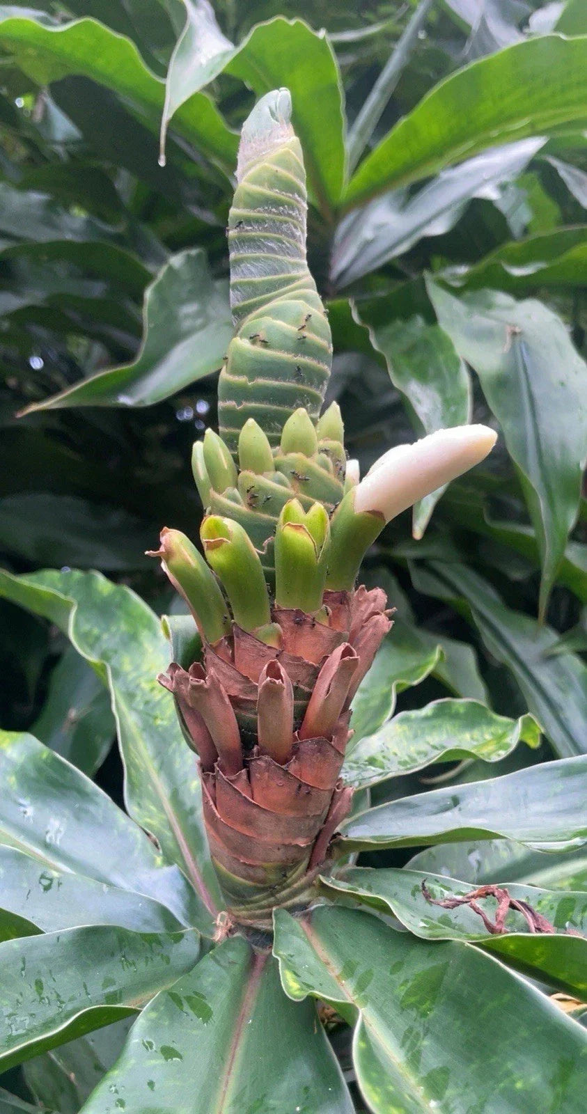 Yellow Spiral Ginger Rooted Cuttings 5 Pack Dimerocostus strobilaceous Tropical Garden Plant