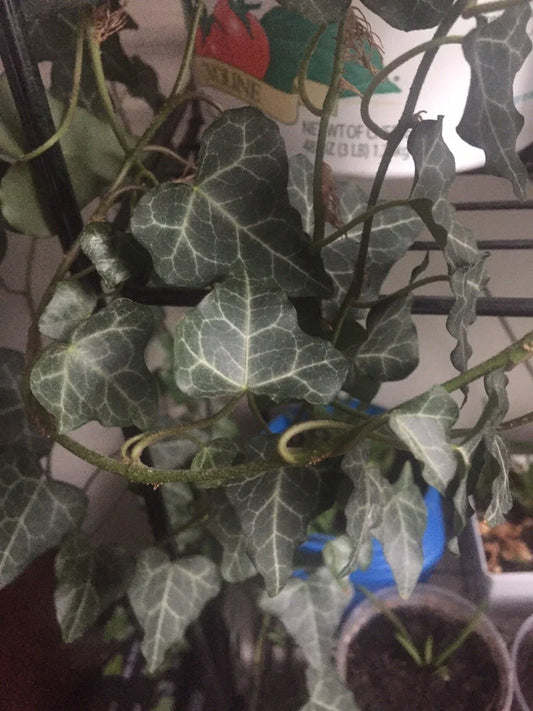 Live English Ivy Cuttings with Roots - 10 Pack Hedera helix Wholesale Lot for Indoor and Outdoor Gardening