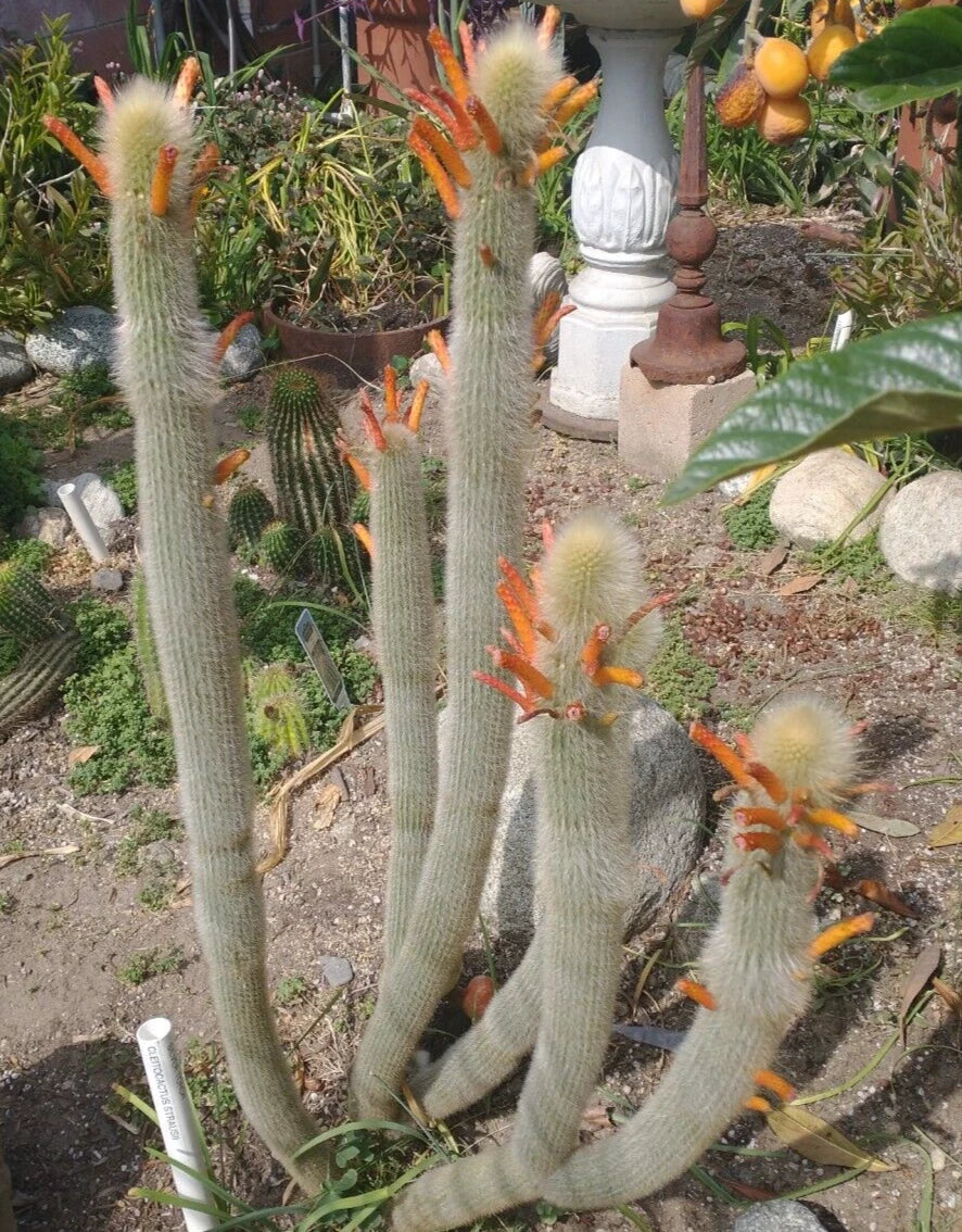 Cleistocactus Hyalacanthus Frosty Torch Silver – Rare Orange Cactus Plant with Double Arm Root System, Silver Spines, Rooted
