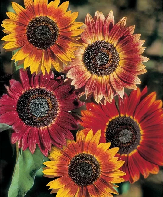 Evening Sun Sunflower Seeds Helianthus bicolor Red Orange Pack of 25 for Vibrant Garden Blooms