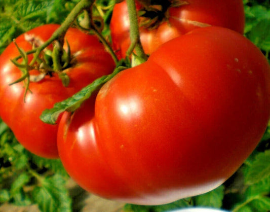 Organic Mortgage Lifter Tomato Seeds - Heirloom, Large Juicy Tomatoes, Solanum lycopersicum, Perfect for Containers, 50+ Seeds