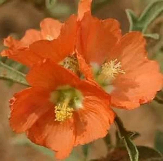 Scarlet Globe Mallow Seeds - 15 Fresh Rare Seeds - Prairie Mallow (Sphaeralcea coccinea) - Attracts Pollinators