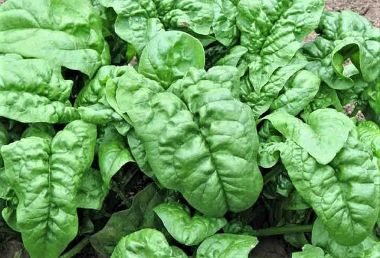 Noble Giant Spinach Seeds - 100+ Non-GMO Spinacia oleracea for Home Gardening, Large Tender Leaves, Easy to Grow