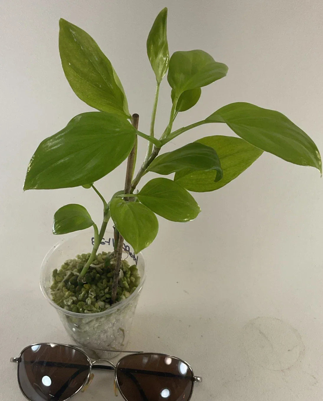 Philodendron Hoffmanii Plants – 2 Pack Rare Uncommon Home Grown Easy Care Houseplants Free Shipping USA